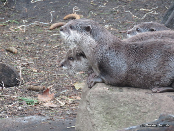 Woodland Park Zoo