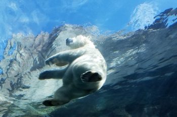Polar Bear in Travel Manitoba