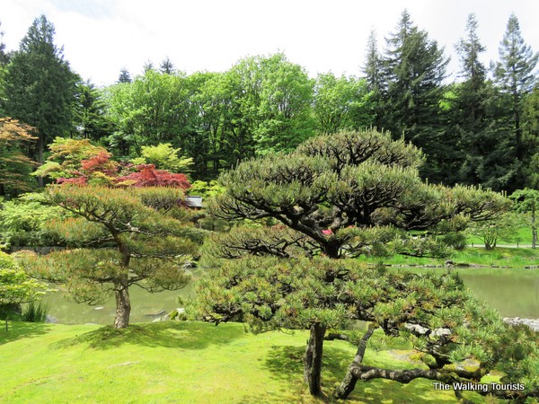 Combining native trees and plants with Japanese counterparts, Juki Iida created a majestic view.
