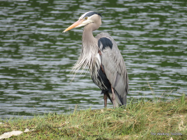 A blue heron standing along the water at Nisqually National Wildlife Refuge