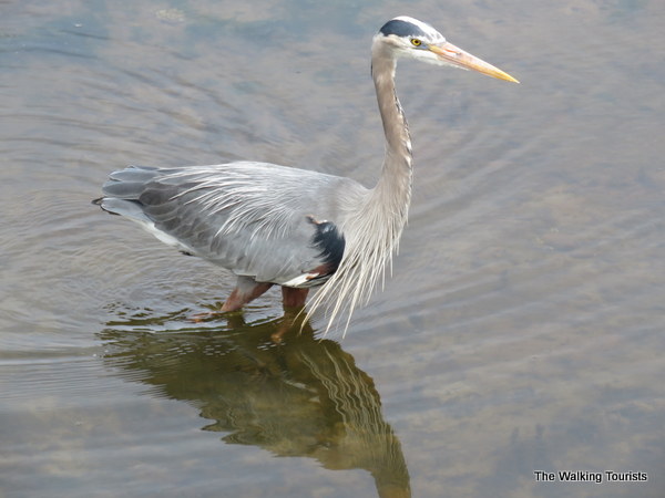 A blue heron walking in the water