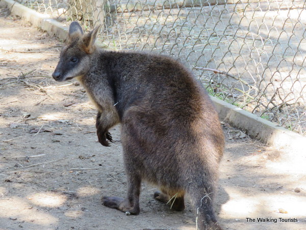Kangaroo farm near Seattle 