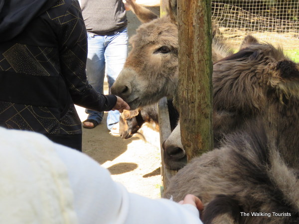 Donkeys at the Kangaroo Farm in Washington