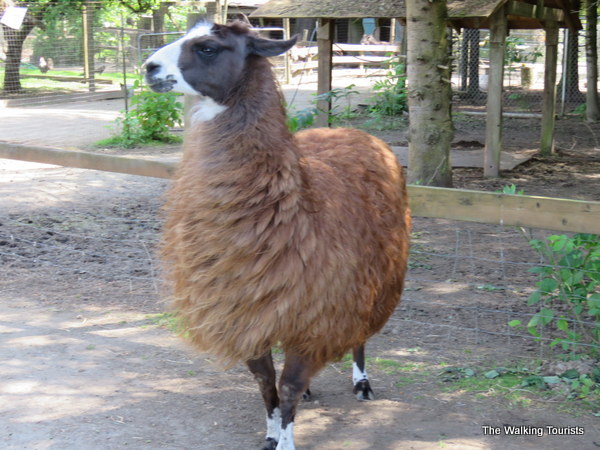 Alpacas and Llamas at the Kangaroo Farm in Washington 