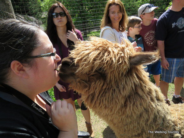 Kangaroo farm