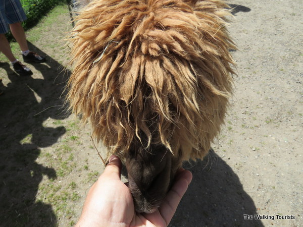 Feed the animals at the Kangaroo Farm in Arlington, Washington