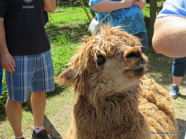 Kangaroo farm