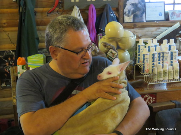Holding animals at the Kangaroo farm