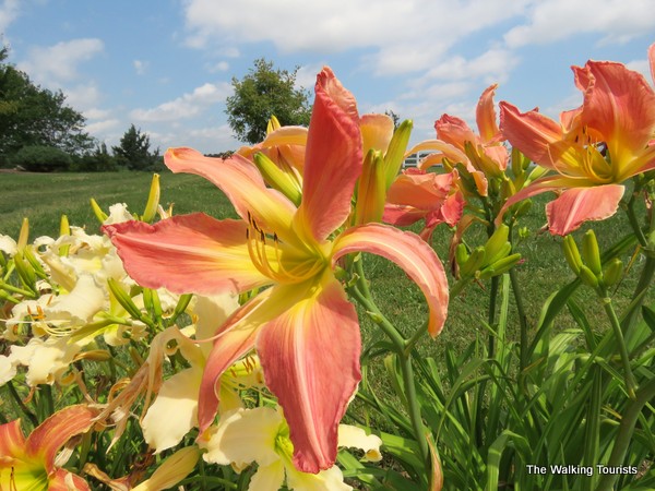 Lillies at Cedar Valley Arboretum and Botanic Gardens in Waterloo
