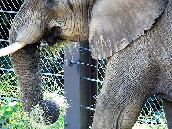 Omaha zoo has elephants