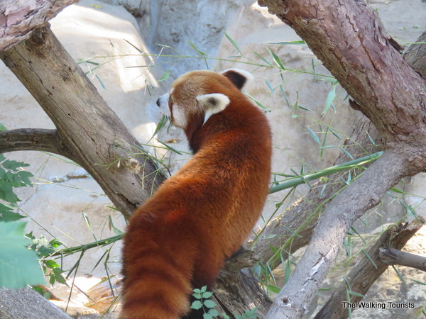 Red panda at St. Louis Zoo