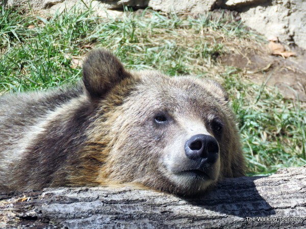 Brown bear rests head on a log.