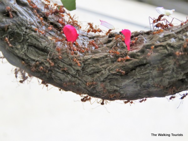 An ant farm looks at the insects working along a vine.