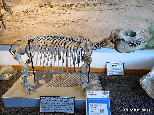 Skeleton of a baby rhino found at the site.
