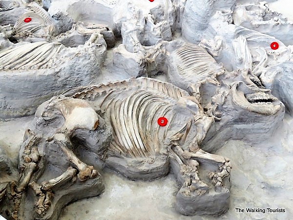 An adult (3) rhino fossil lies next to a baby's fossils. They are among hundreds of skeletons discovered at Ashfall Fossil Beds State Historical Park in Royal, Nebraska.
