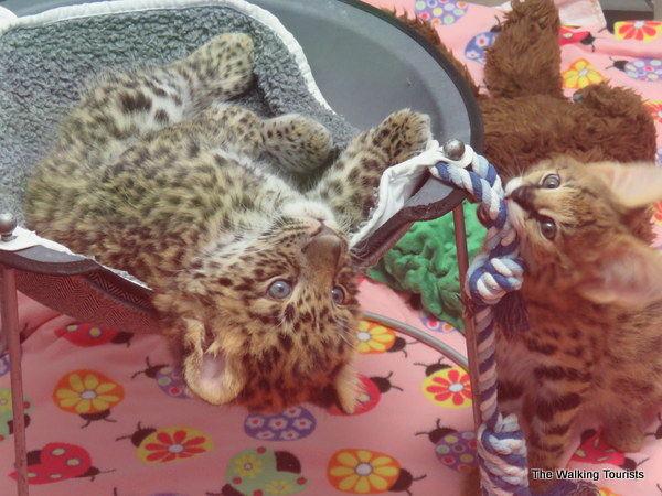 A leopard cub and serval kitten play together at Tanganyika Wildlife Park.