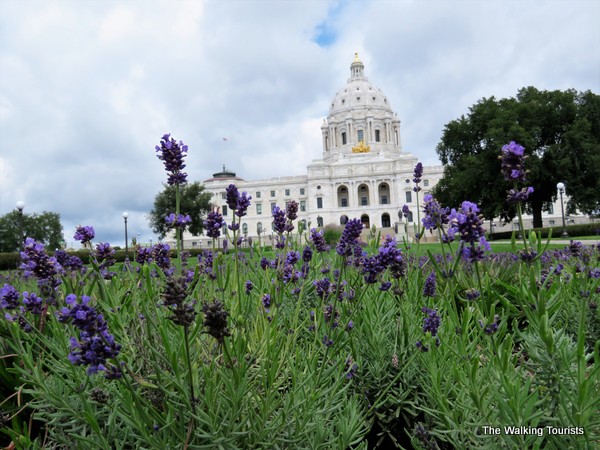 The Minnesota state capitol with a bed of lilacs in front of it
