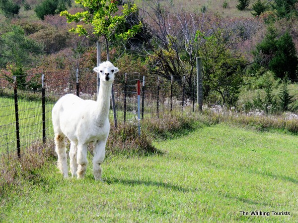 A white adult alpaca stands watching people from a distance. He is not a fan of people.