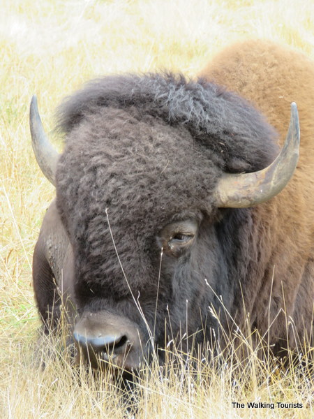 A bison laying in the tall grass.