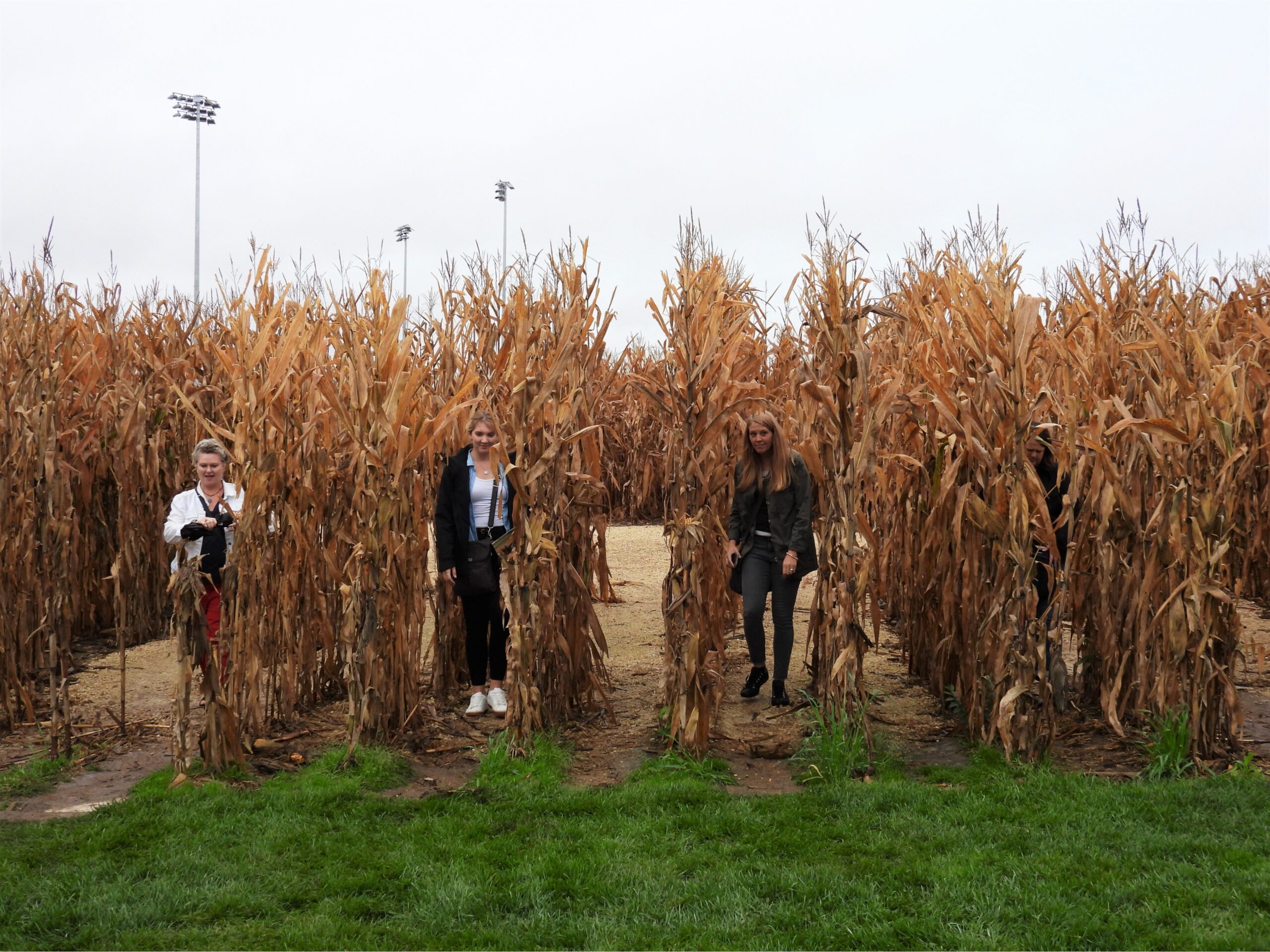 Four people walk out from cornfield