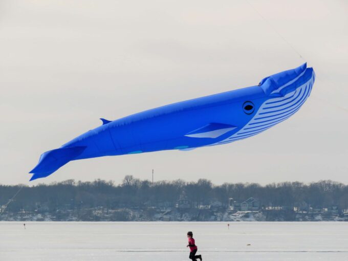 Blue whale inflatable kite over lake
