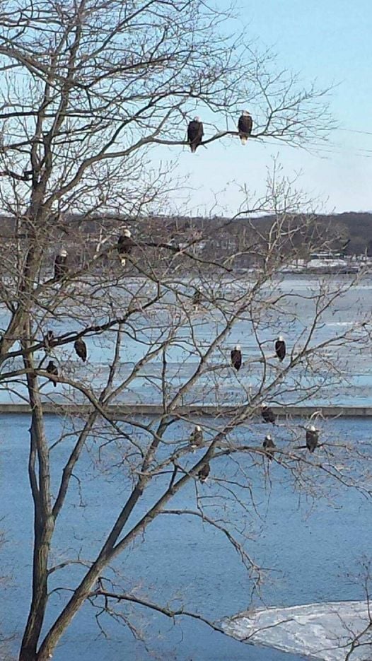 Eagles in a tree on the river