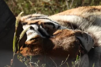Amur tiger laying down